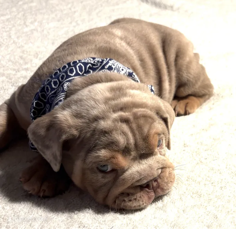Lilac Tri Merle male  – English Bulldog puppy for sale in San Diego, CA