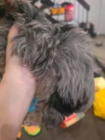 Merle yorkie, a male Yorkshire Terrier for sale in Chula Vista, CA – 3 of 4