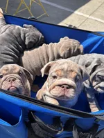Lilac Tri Merle male , a male English Bulldog for sale in San Diego, CA – 2 of 10