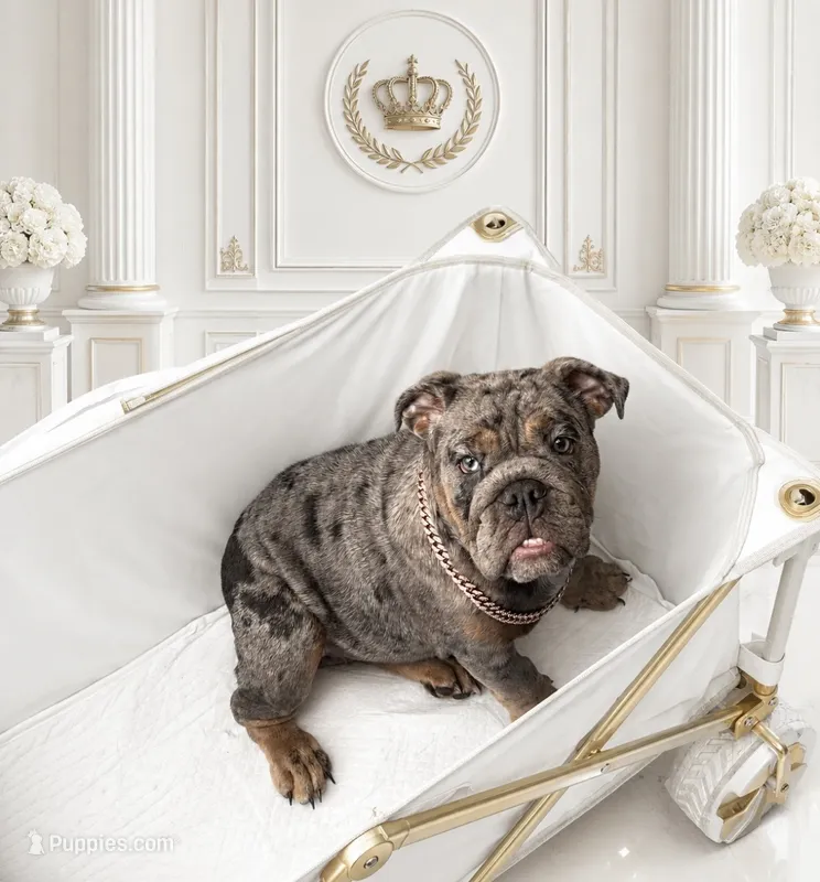 Blue Quad Merle female  – English Bulldog puppy for sale in San Diego, CA