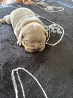 Lilac female 1, a female English Bulldog for sale in San Diego, CA – 6 of 10