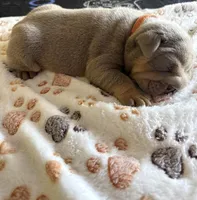 Lilac female 1, a female English Bulldog for sale in San Diego, CA – 3 of 10