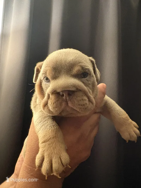Lilac female 1 – English Bulldog puppy for sale in San Diego, CA