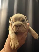Lilac female 1, a female English Bulldog for sale in San Diego, CA – 1 of 10