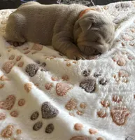 Lilac female 1, a female English Bulldog for sale in San Diego, CA – 2 of 10