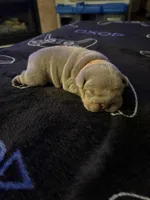 Lilac female 1, a female English Bulldog for sale in San Diego, CA – 5 of 10