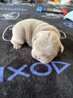 Lilac female 1, a female English Bulldog for sale in San Diego, CA – 7 of 10