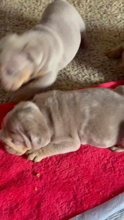 Lilac female 1, a female English Bulldog for sale in San Diego, CA – 10 of 10