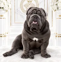 Mench, a male English Bulldog for sale in Chula Vista, CA – 2 of 9