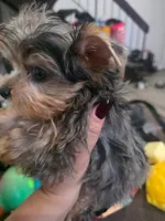 Merle yorkie, a male Yorkshire Terrier for sale in Chula Vista, CA – 2 of 4