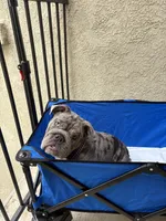 Blue Quad Merle female , a female English Bulldog for sale in San Diego, CA – 8 of 10