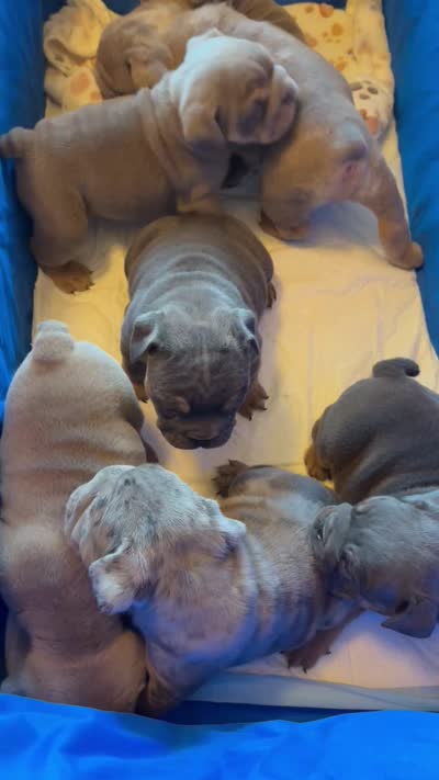 Lilac Merle male , a male English Bulldog for sale in San Diego, CA – 8 of 8