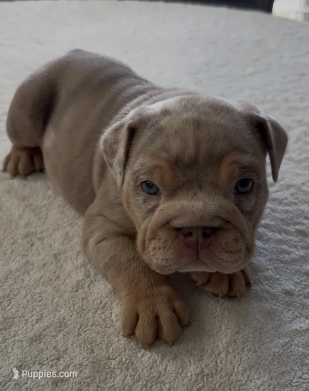Lilac Tri Merle male  – English Bulldog puppy for sale in San Diego, CA