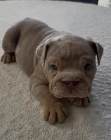 Lilac Tri Merle male , a male English Bulldog for sale in San Diego, CA – 1 of 8