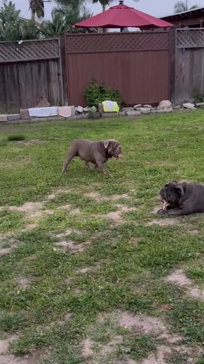 Full blue suit seal , a male English Bulldog for sale in San Diego, CA – 7 of 7