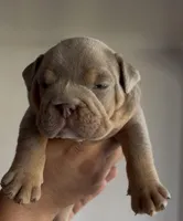 Lilac male, a male English Bulldog for sale in San Diego, CA – Photo 2 of 6