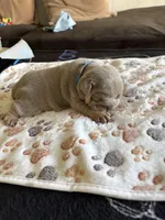 Lilac male, a male English Bulldog for sale in San Diego, CA – Photo 6 of 6