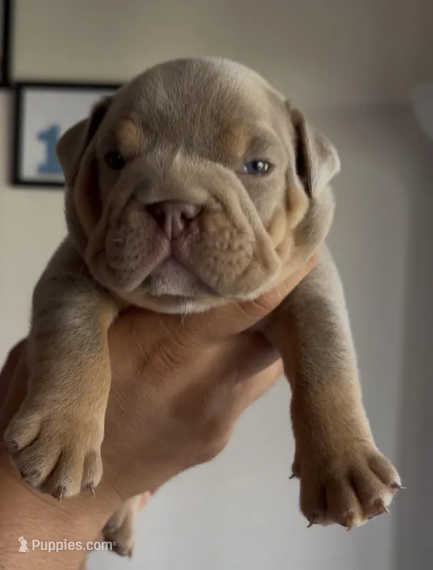 Lilac male – English Bulldog puppy for sale in San Diego, CA