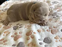 Lilac male, a male English Bulldog for sale in San Diego, CA – Photo 4 of 6