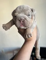 Lilac male, a male English Bulldog for sale in San Diego, CA – Photo 5 of 6