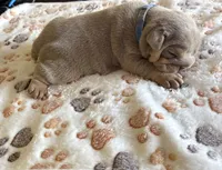 Lilac male, a male English Bulldog for sale in San Diego, CA – Photo 3 of 6