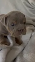 Lilac Tri male, a male English Bulldog for sale in San Diego, CA – 5 of 9
