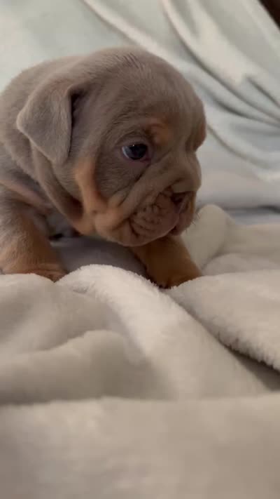 Lilac Tri male, a male English Bulldog for sale in San Diego, CA – 6 of 9