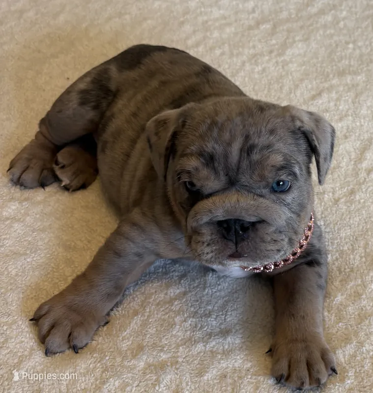 Blue Tri Merle female  – English Bulldog puppy for sale in San Diego, CA