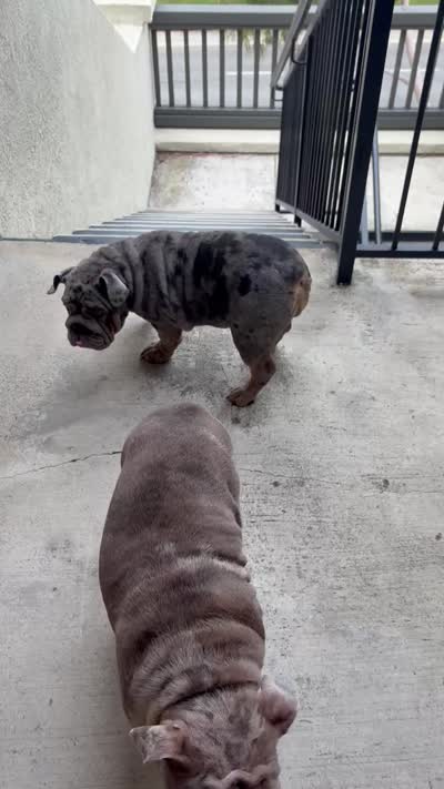 Blue Quad Merle female , a female English Bulldog for sale in San Diego, CA – 10 of 10