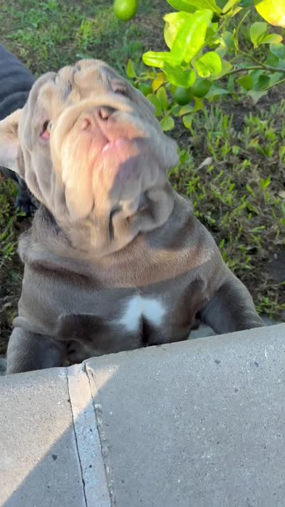 Mench, a male English Bulldog for sale in Chula Vista, CA – 9 of 9