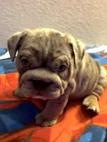 Blue Tri Merle female , a female English Bulldog for sale in San Diego, CA – 3 of 9