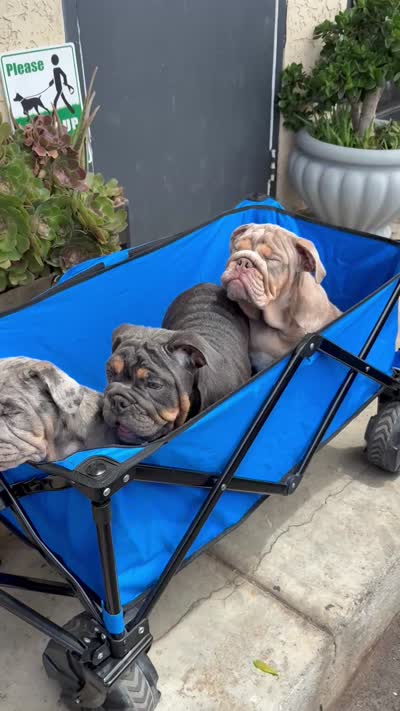 Lilac Quad Merle male , a male English Bulldog for sale in San Diego, CA – 9 of 10