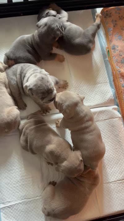 Blue female, a female English Bulldog for sale in San Diego, CA – 8 of 8