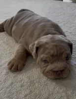Lilac Tri Merle male , a male English Bulldog for sale in San Diego, CA – 2 of 8