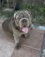 Mench, a male English Bulldog for sale in Chula Vista, CA – 6 of 9