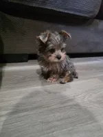 Merle yorkie, a male Yorkshire Terrier for sale in Chula Vista, CA – 4 of 4