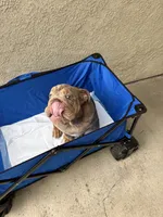 Lilac Quad Merle male , a male English Bulldog for sale in San Diego, CA – 6 of 10