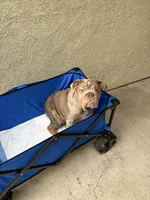 Lilac Quad Merle male , a male English Bulldog for sale in San Diego, CA – 7 of 10