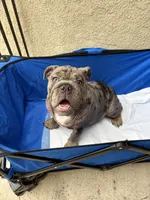 Blue Quad Merle female , a female English Bulldog for sale in San Diego, CA – 7 of 10