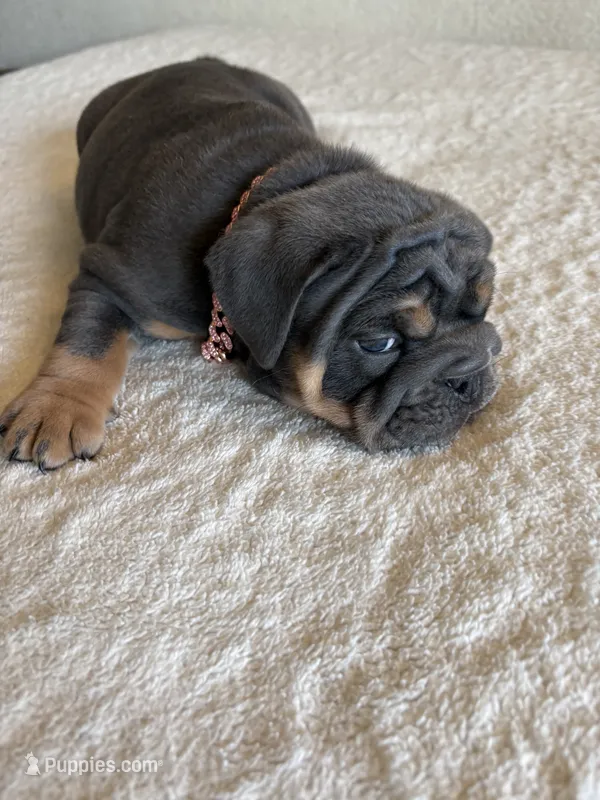 Blue Tri female – English Bulldog puppy for sale in San Diego, CA