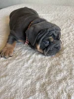 Blue Tri female, a female English Bulldog for sale in San Diego, CA – 2 of 9