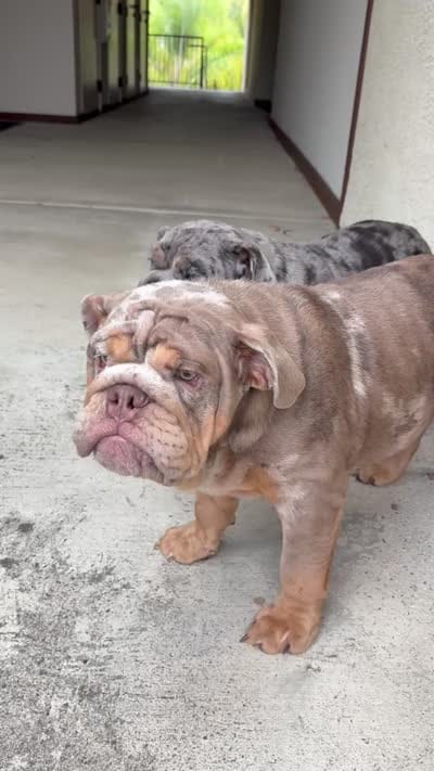 Lilac Merle male ( potty trained ), a male English Bulldog for sale in Chula Vista, CA – 8 of 8