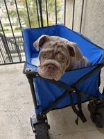 Lilac Quad Merle male , a male English Bulldog for sale in San Diego, CA – 8 of 10