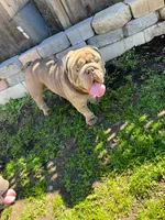 Mench, a male English Bulldog for sale in Chula Vista, CA – 4 of 9