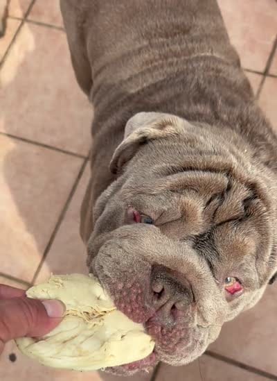 Mench, a male English Bulldog for sale in Chula Vista, CA – 7 of 9