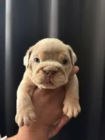 Lilac Merle male , a male English Bulldog for sale in San Diego, CA – 2 of 8