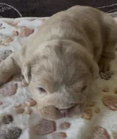 Lilac Merle male , a male English Bulldog for sale in San Diego, CA – 3 of 8