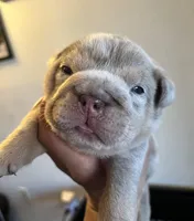 Lilac Merle male , a male English Bulldog for sale in San Diego, CA – 4 of 8