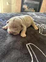 Lilac Merle male , a male English Bulldog for sale in San Diego, CA – 5 of 8