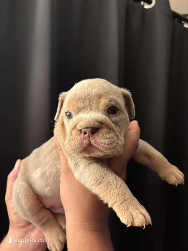 Lilac Merle male  – English Bulldog puppy for sale in San Diego, CA